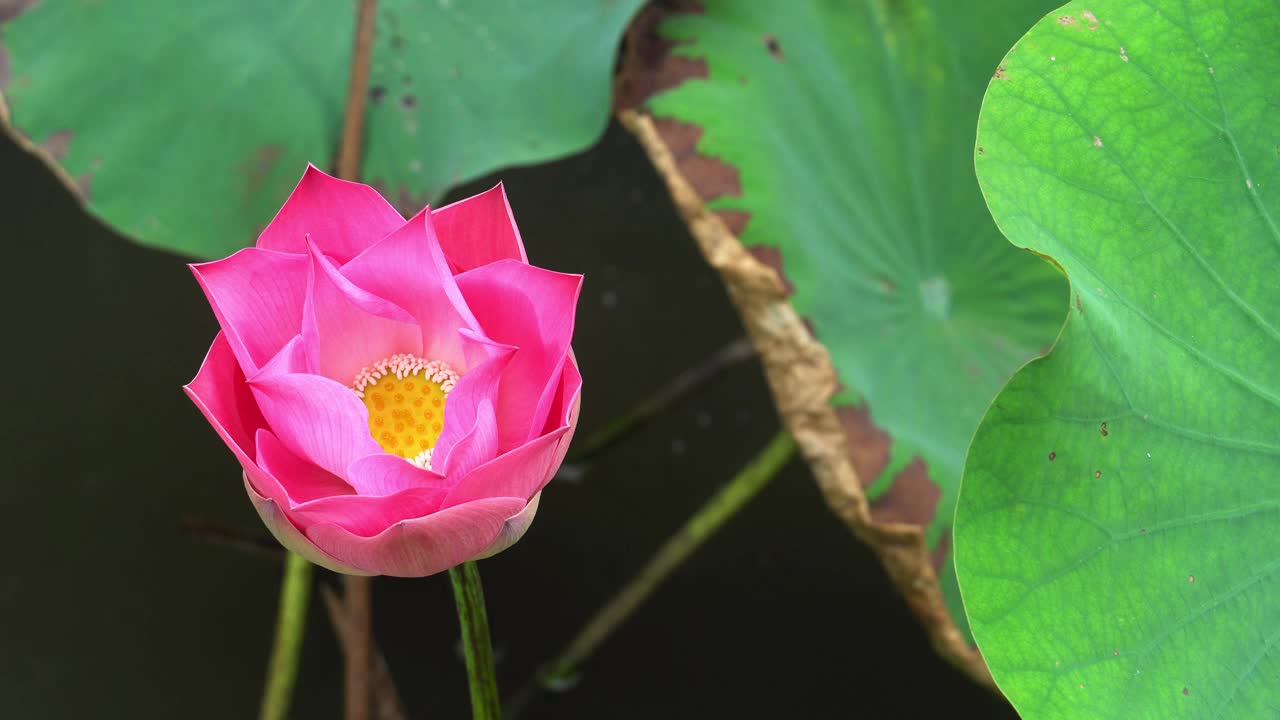 4k:美丽的粉红色莲花视频素材