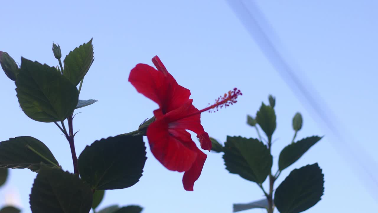 绿色植物中美丽的芙蓉花特写视频素材