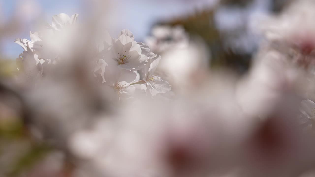 视频中，一枝盛开的樱花与美丽的前方散景。视频素材