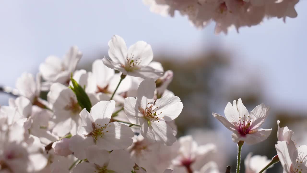 视频中，一枝盛开的樱花与美丽的前方散景。视频素材