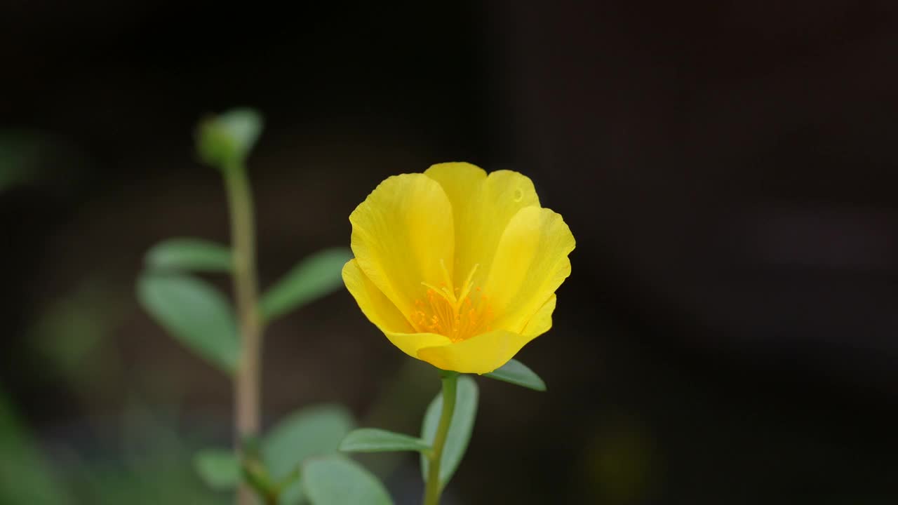 特写黄色马齿苋花视频素材