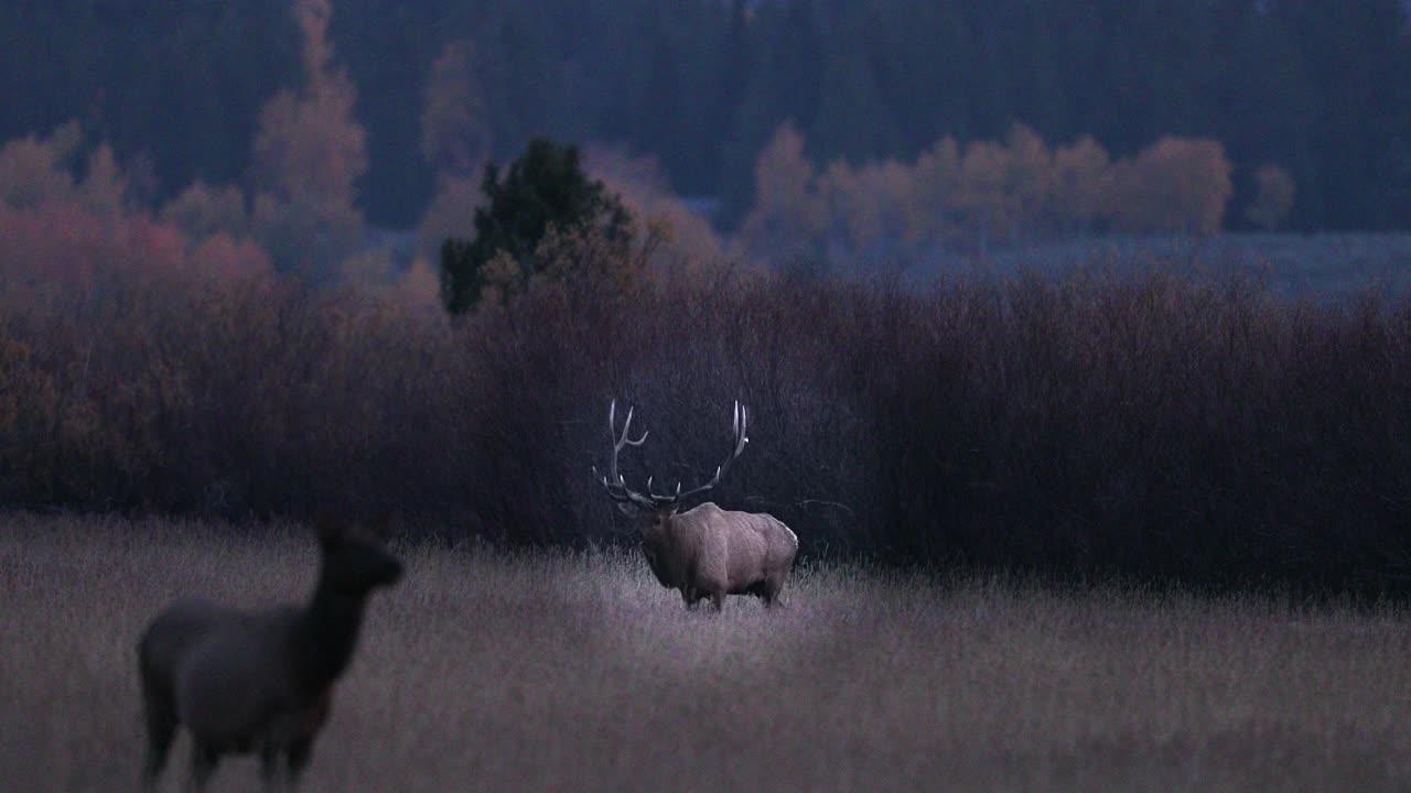 WS 4K拍摄与一个巨大的公麋鹿或马鹿(Cervus canadensis)的喇叭声在日出视频素材