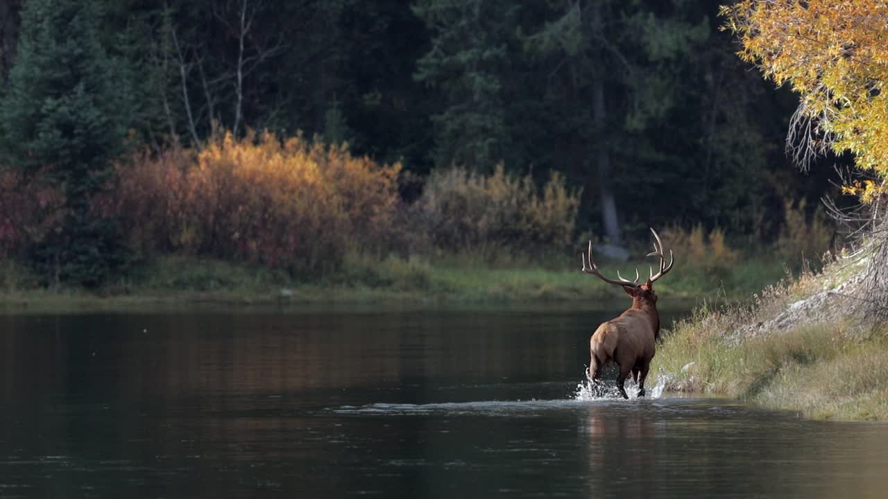 WS 4K慢镜头，一只巨大的公麋鹿或马鹿(Cervus canadensis)在日出时奔跑/溅起水花穿过蛇河视频素材