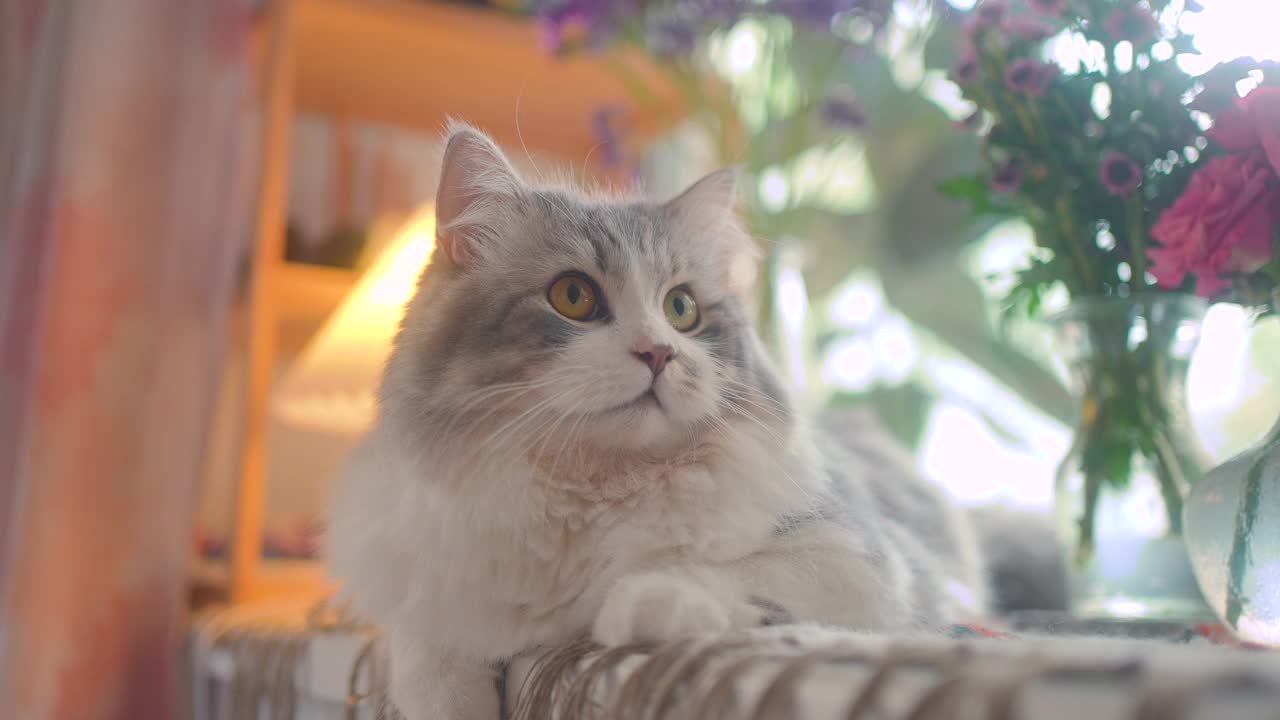 西伯利亚猫在家休息视频素材
