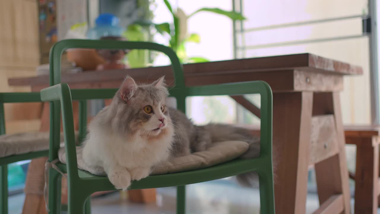 西伯利亚猫在椅子上休息视频素材