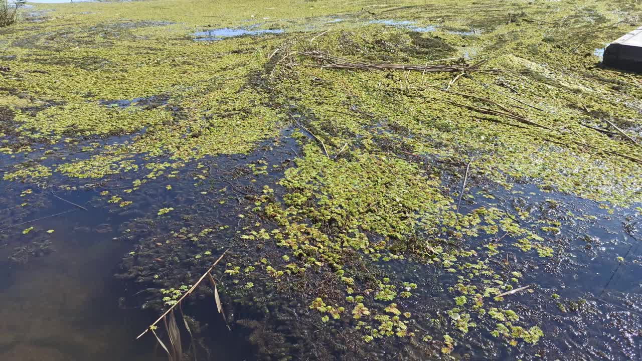 河流污染，水藻泛滥，生态不良视频素材