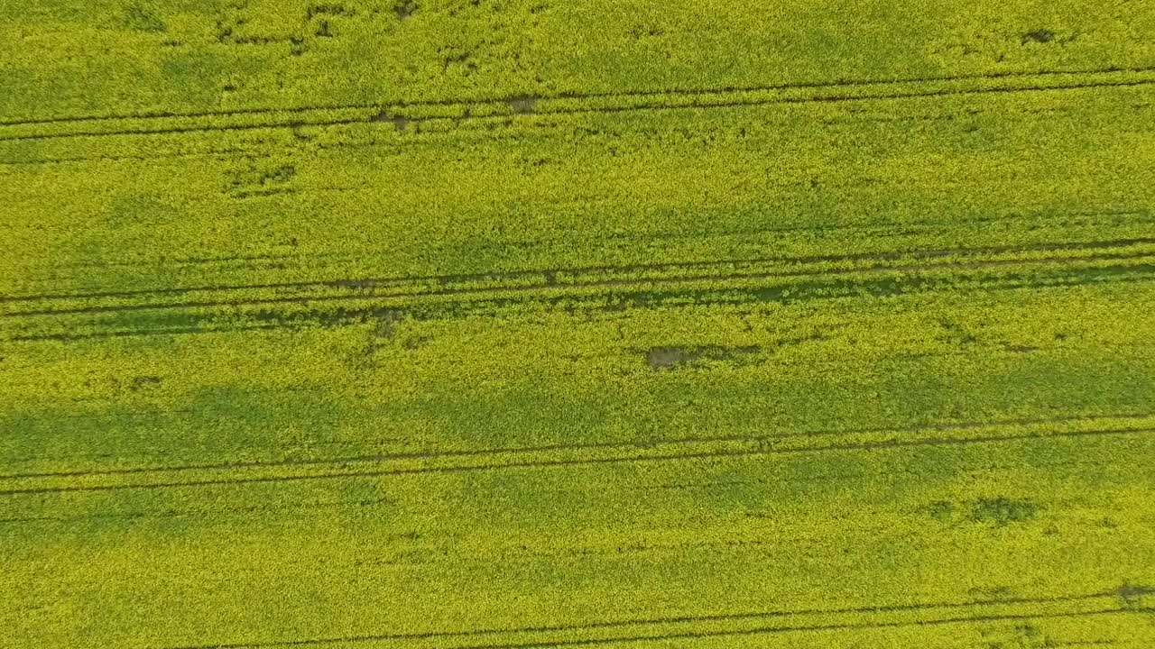 黄花油菜田。空中无人机拍摄。油菜盛开的田野视频素材