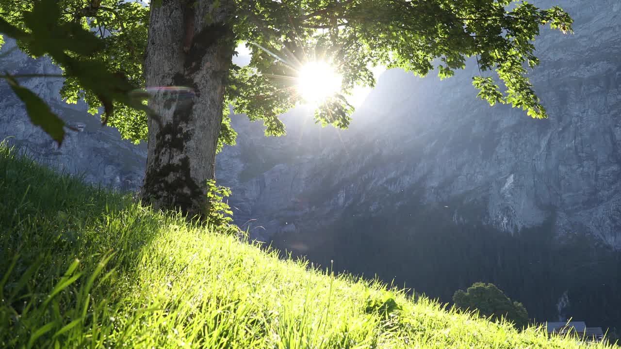 山上草地上阳光斑驳的树叶和草的风景视频素材