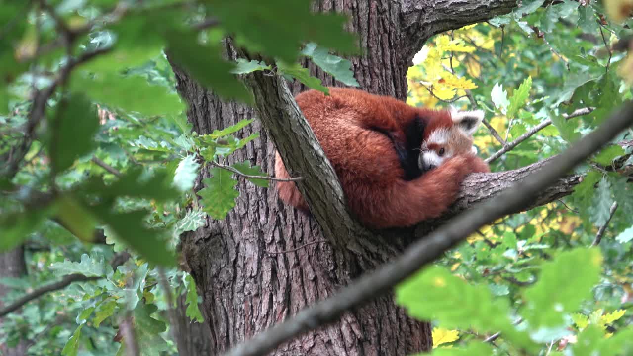 小熊猫、火狐或小熊猫在树上休息。视频素材