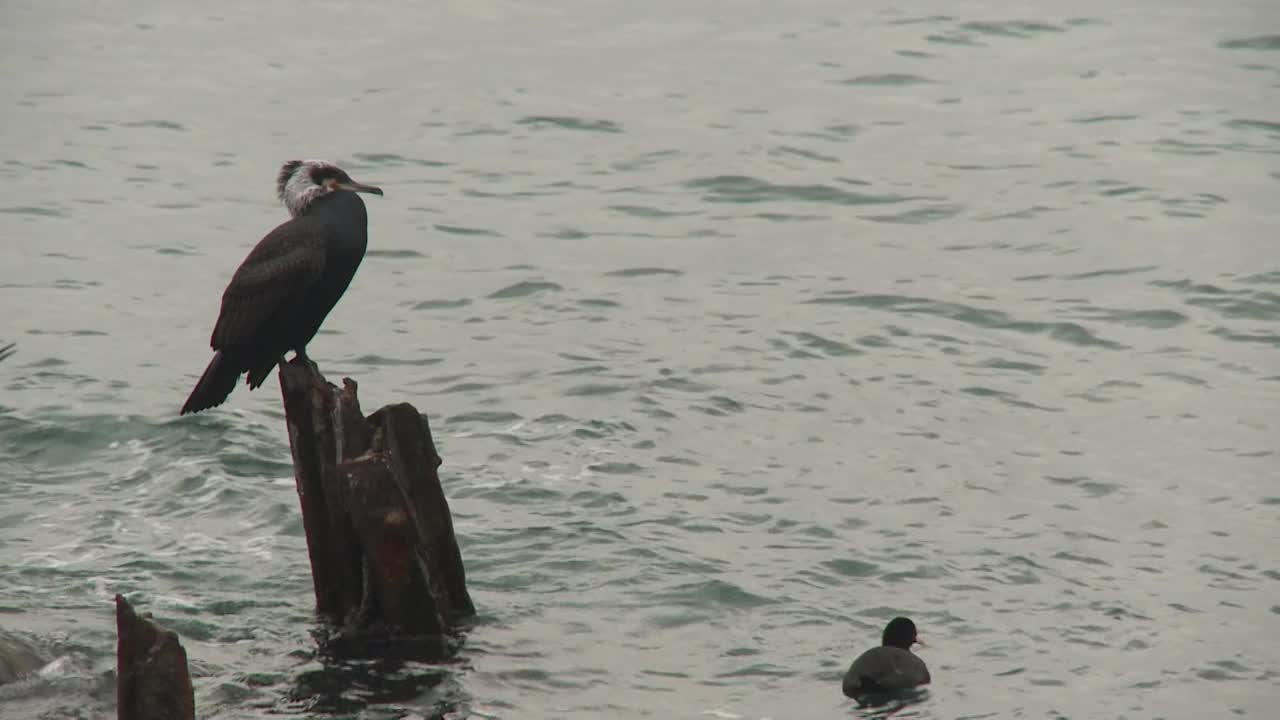 鸬鹚站在海里视频下载