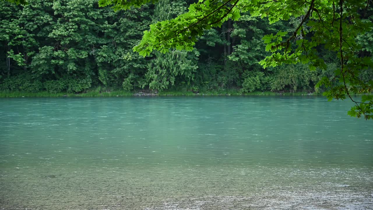 平静的树枝悬挂在斯卡吉特河上视频素材