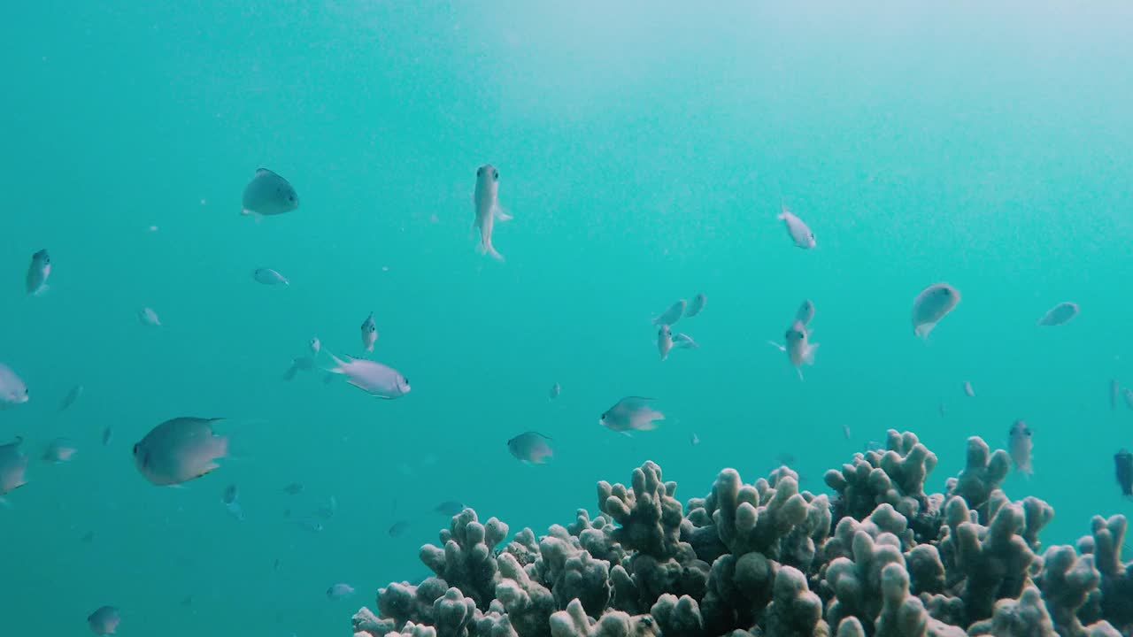 一群小鱼在深蓝色海洋的珊瑚礁上游泳视频下载