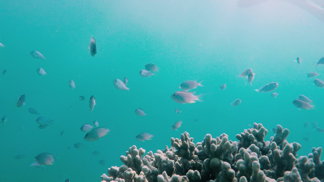 水下拍摄的鱼群和潜水员经过视频素材