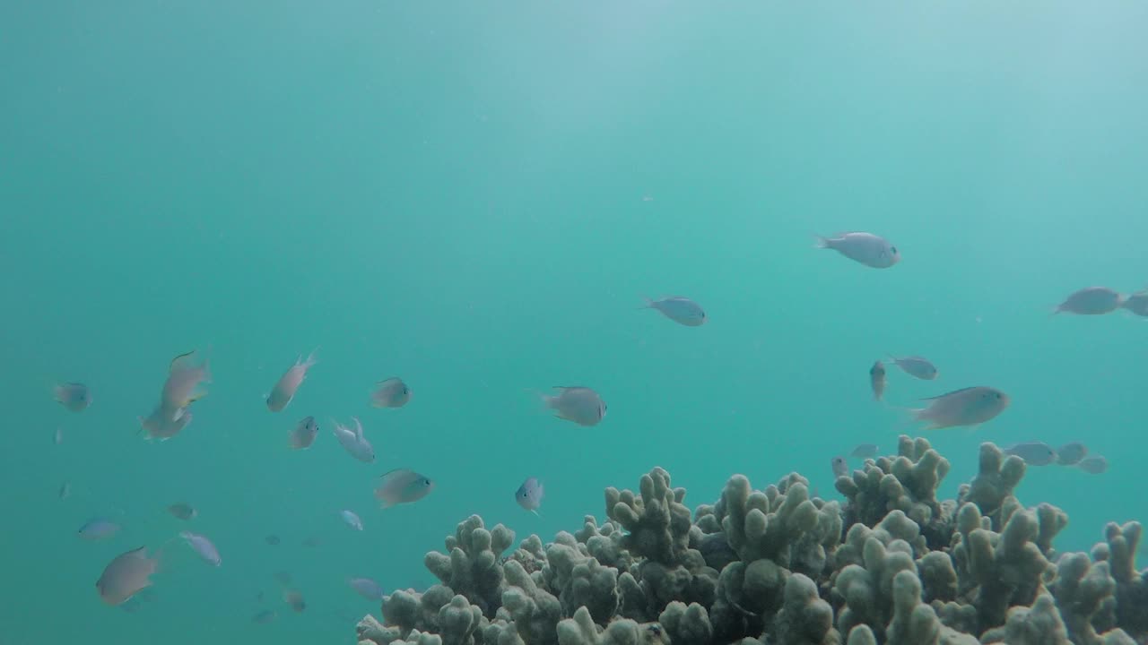 水下拍摄的鱼群和潜水员经过最后视频下载