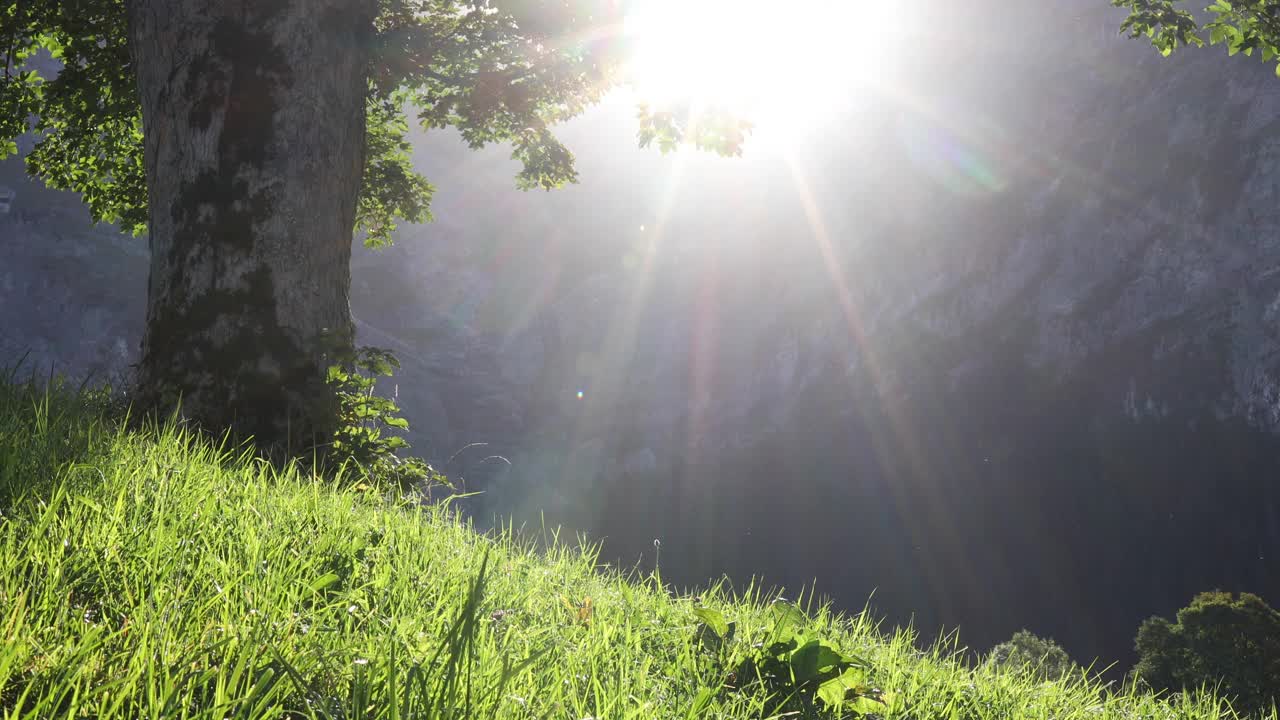 山上草地上阳光斑驳的树叶和草的风景视频素材