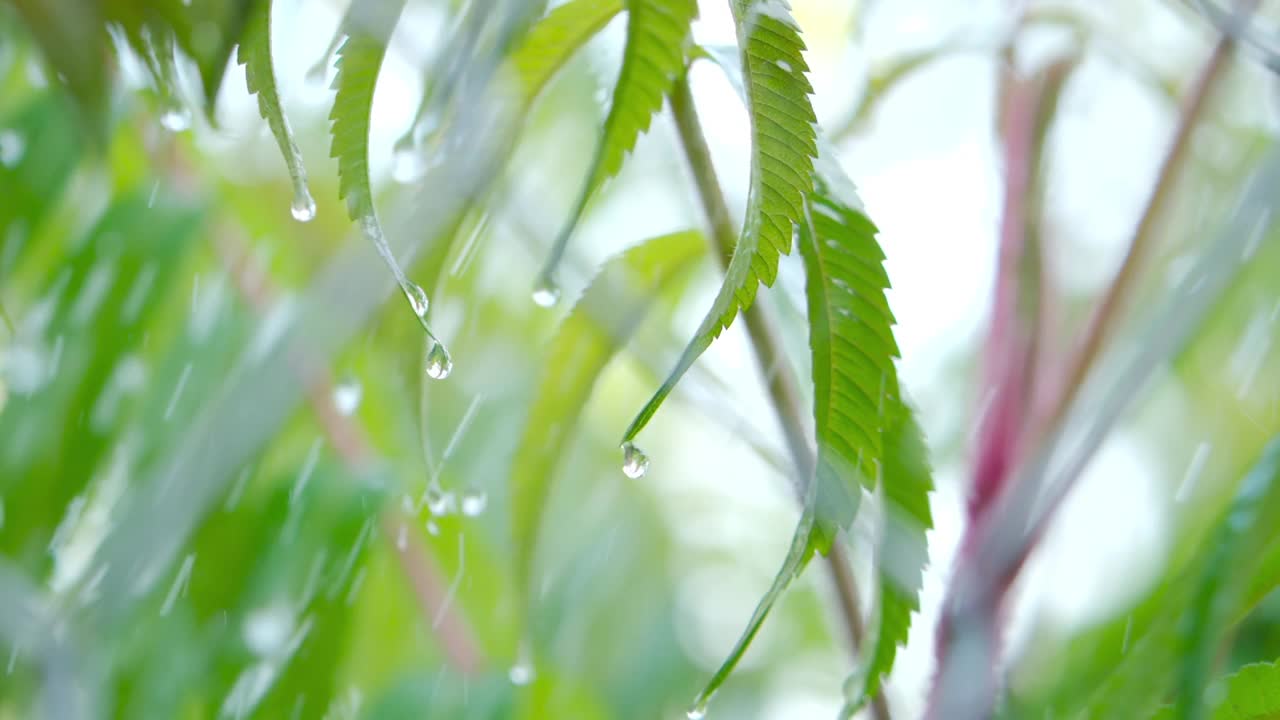 慢动作雨滴滴从绿叶蕨在下雨。特写水滴绿色叶子前景。微雨落在绿色植物叶子上。平静放松冥想和平的背景。视频素材