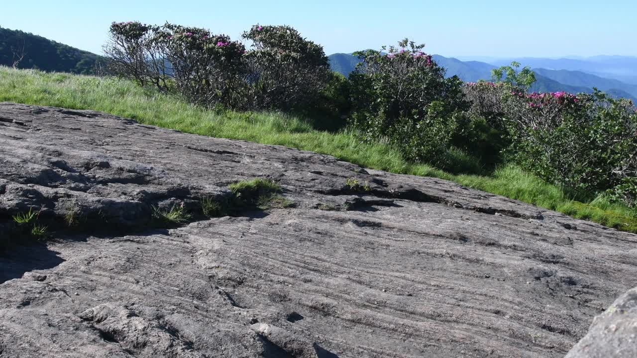 4k从杜鹃花向右滑到岩石后面视频素材