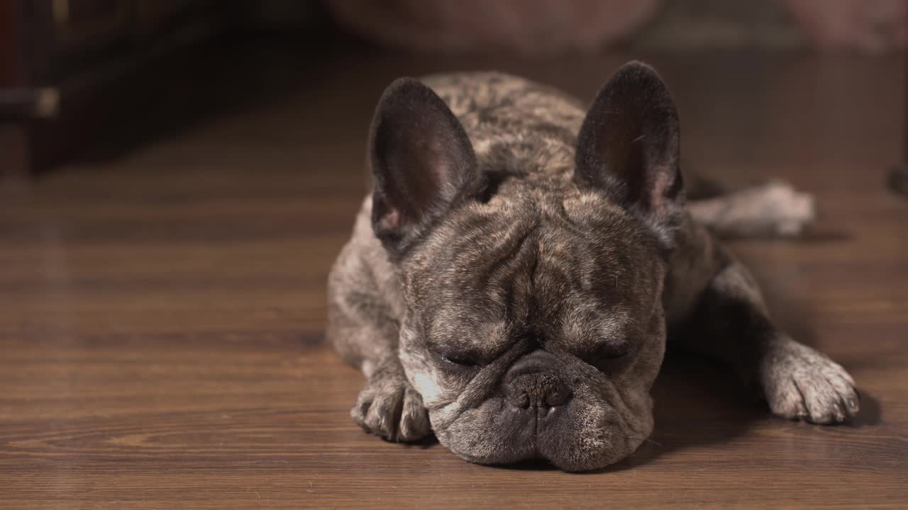 一只可爱的纯种法国斗牛犬独自躺在家里的地板上，等着无聊的主人。无趣的自我隔离，居家隔离睡眠睡眠后的宠物。嘴巴的特写镜头。4 k视频素材