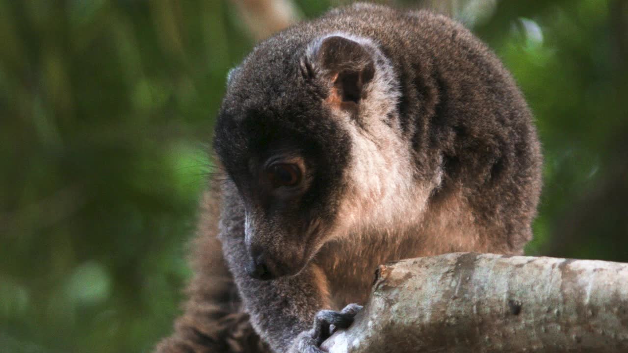 一只可爱的毛茸茸的狐猴站在树枝上四处张望视频素材