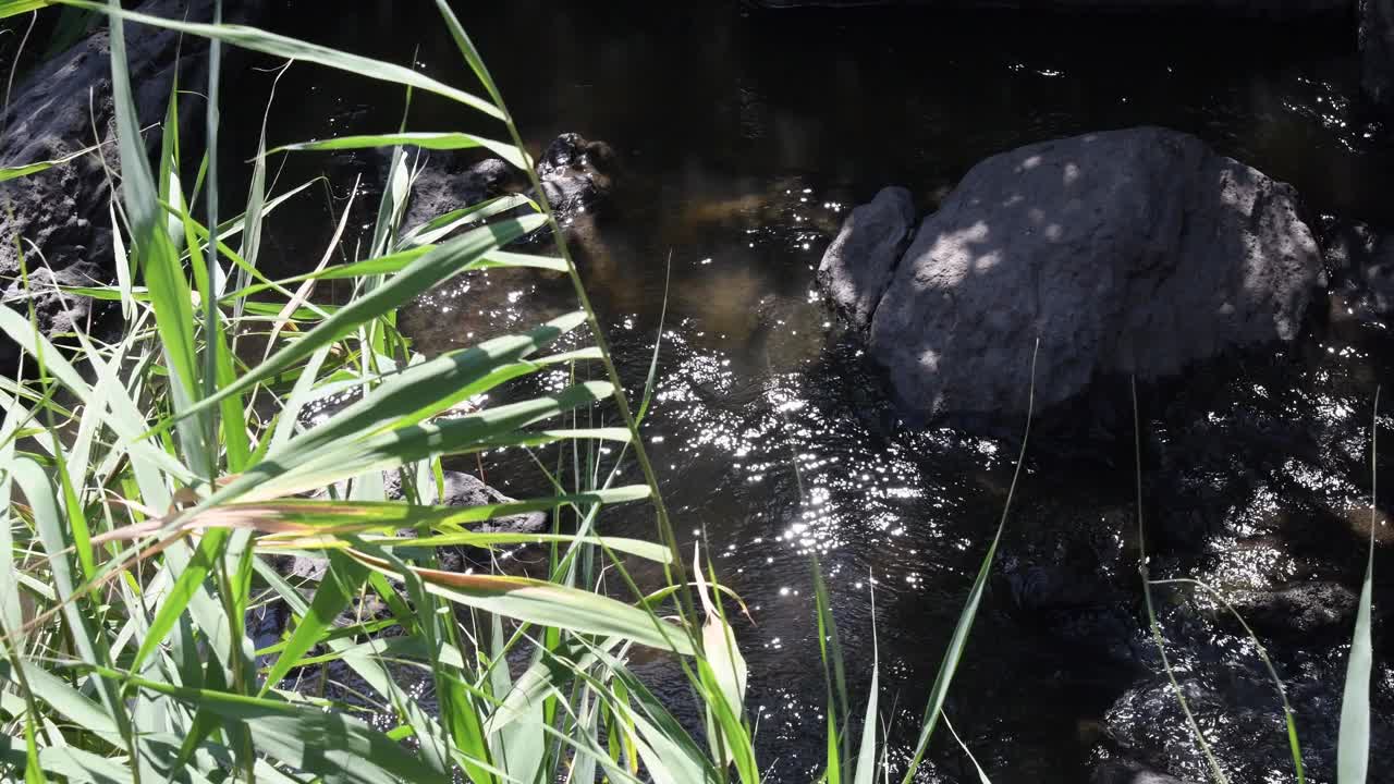 蒲公英叶随风摇曳在河水上，阳光照在水面上视频素材