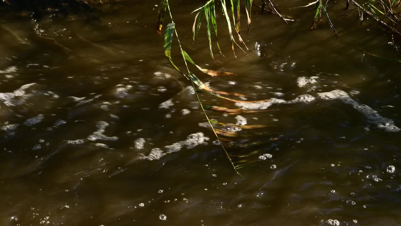 带着叶子的芦苇枝漂浮在河水泛滥的浊水中视频素材