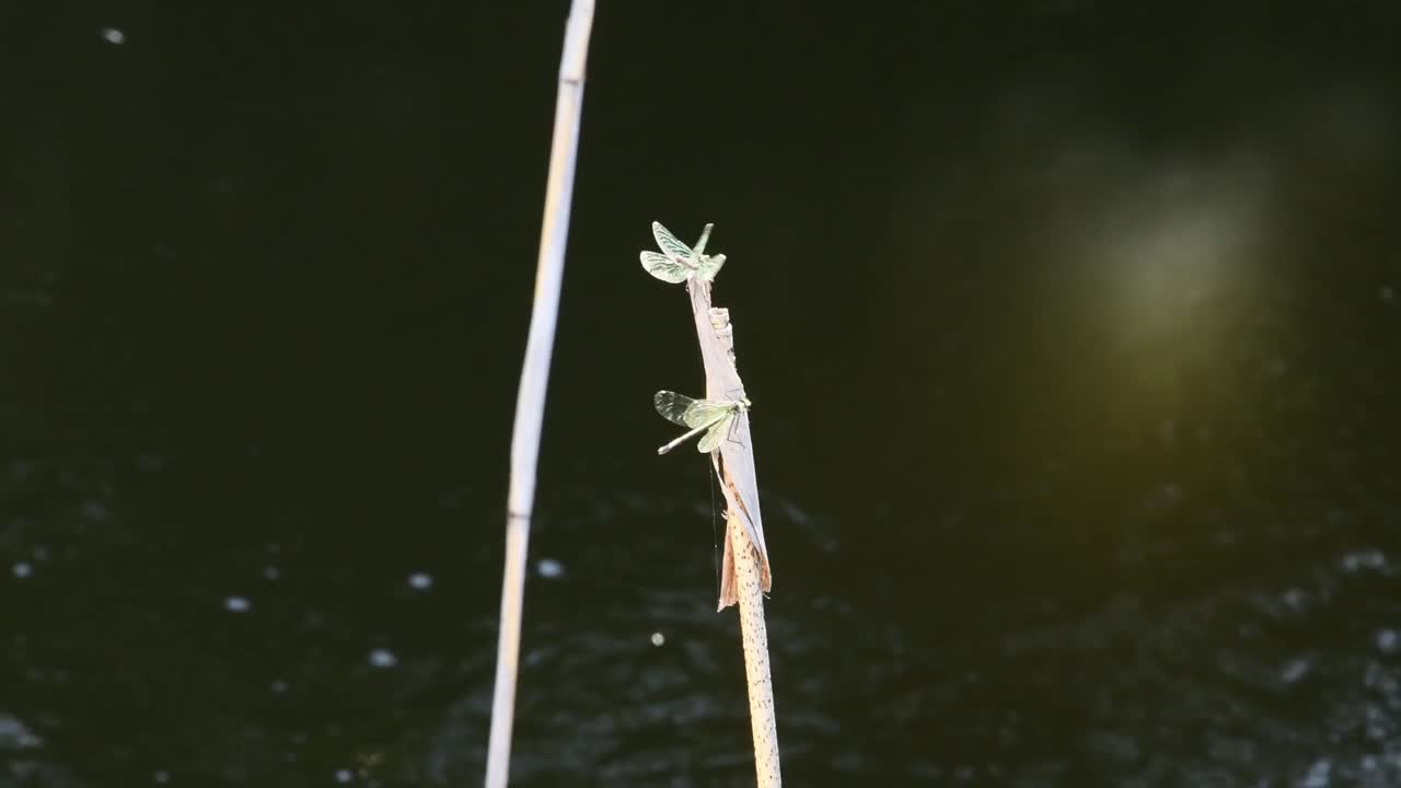 两只蜻蜓坐在湖边的芦苇枝上飞走了视频素材