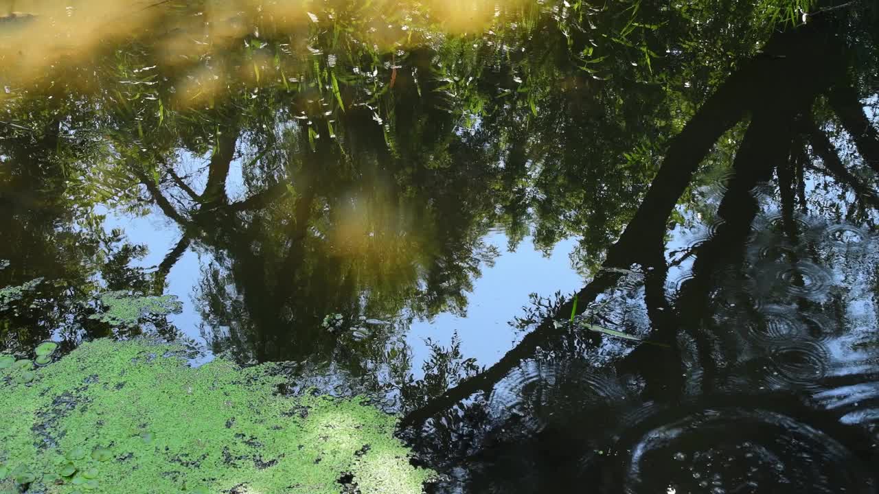 淡水湖的波纹表面与模糊的树叶反射视频素材