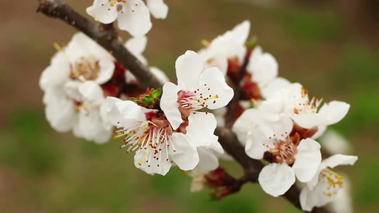 杏花接近视频素材