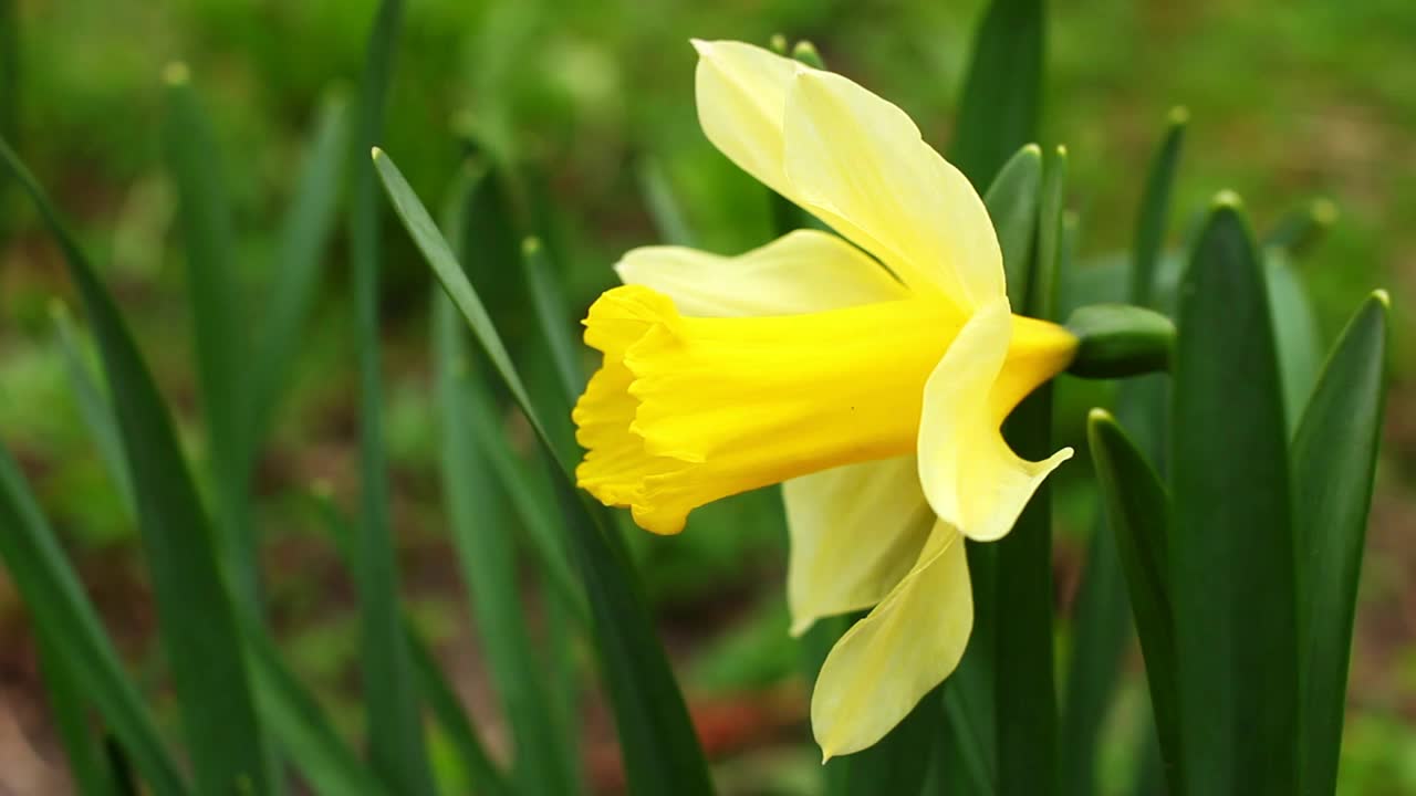 黄水仙花闭上视频素材