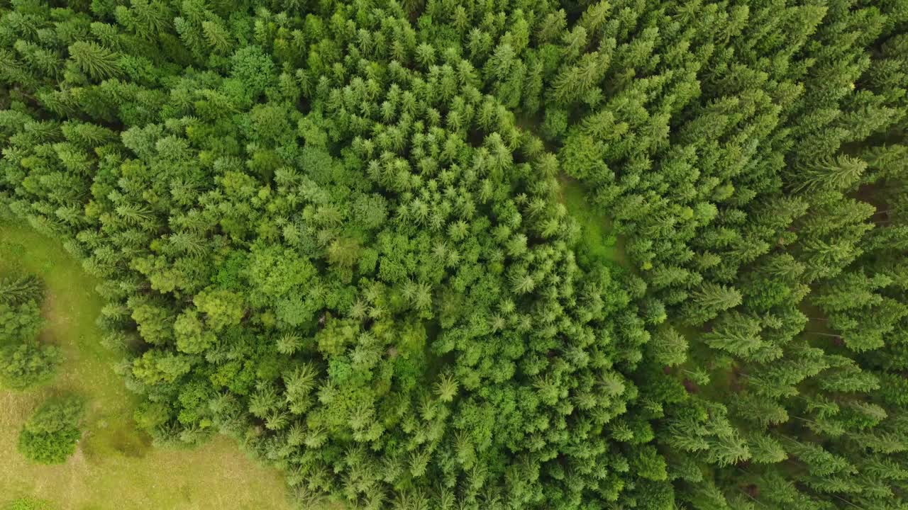 绿色冷杉树的纹理鸟瞰图视频素材