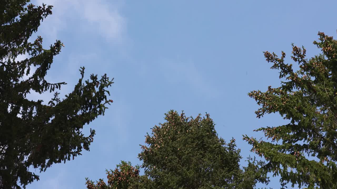 松树和云杉的树冠在强风中摇摆。蓝色天空背景上的圆锥树枝。视频素材