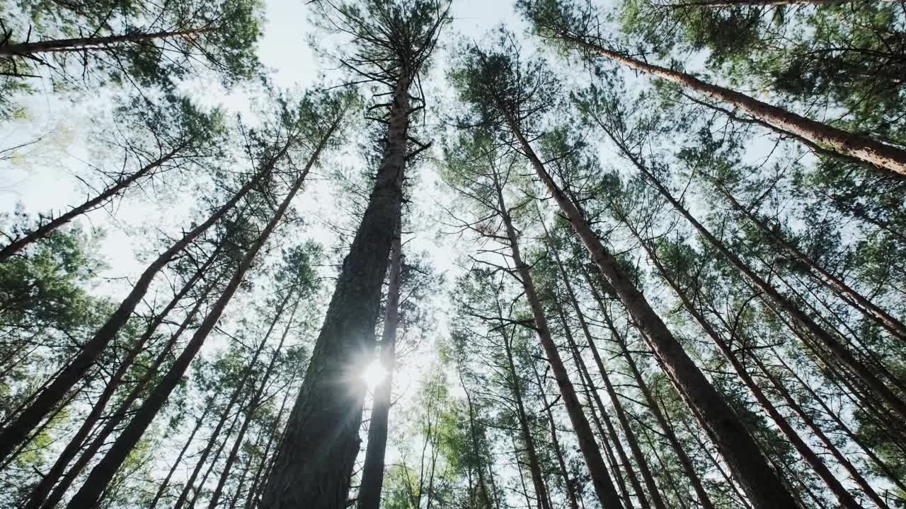 松林从下向天，移遥视频素材