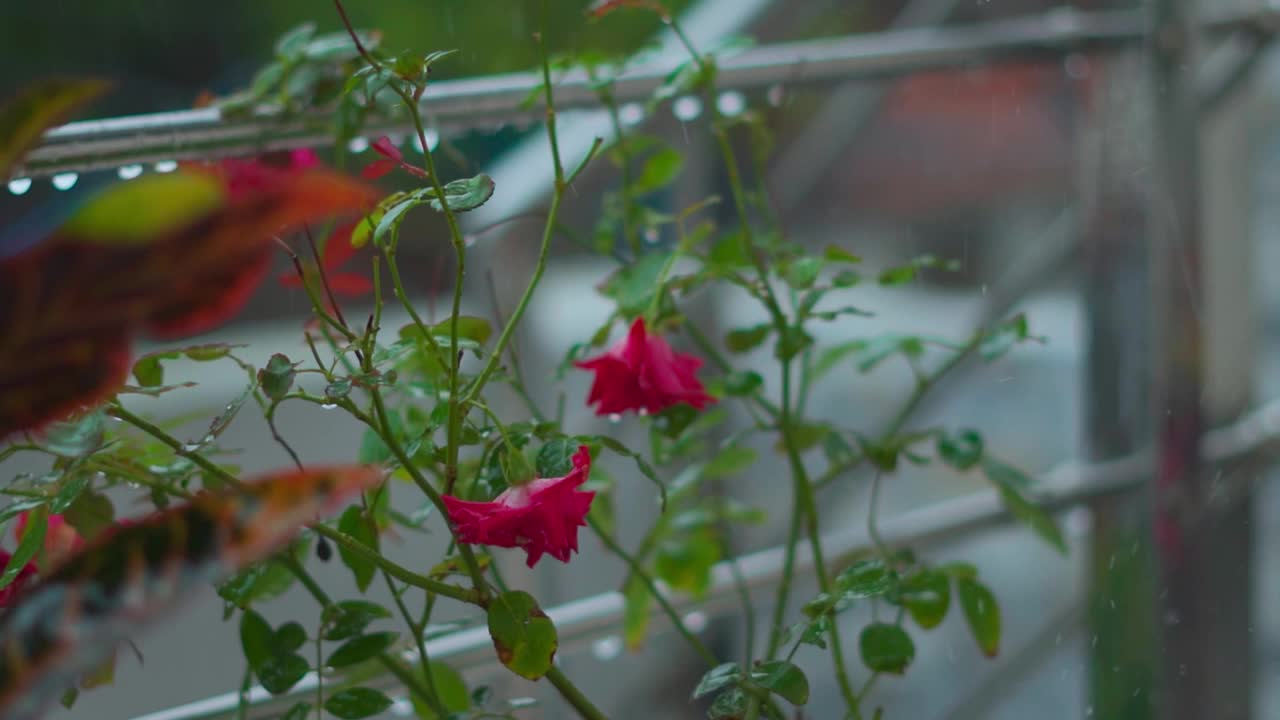 花园中玫瑰在雨中的特写镜头。情人节的背景。露丝在雨中淋湿了视频素材