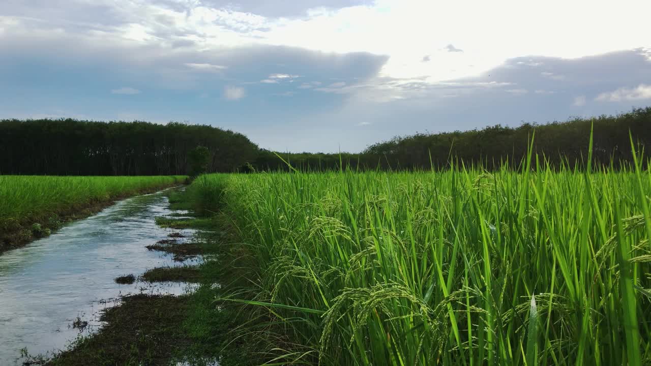 绿色田野乡村视频素材