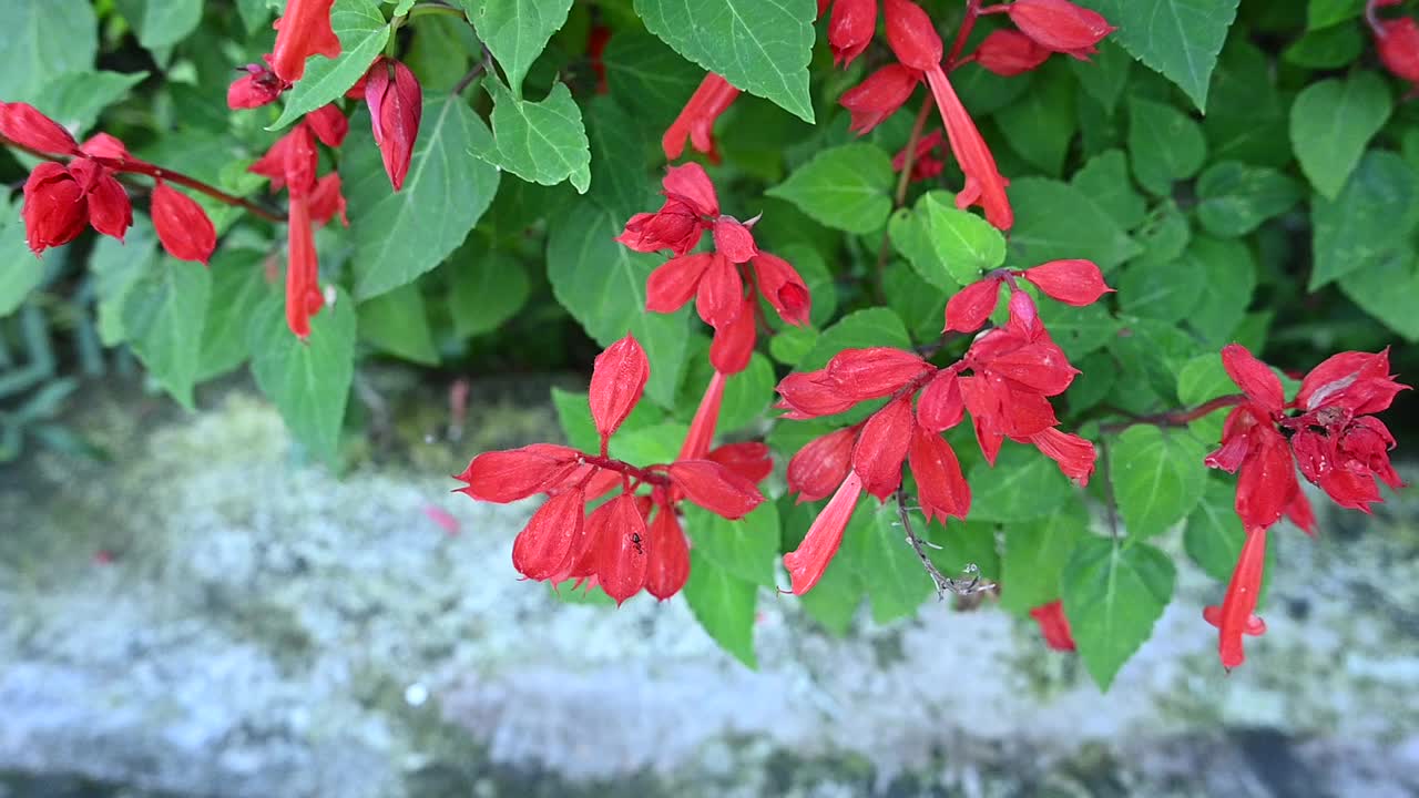 特写一束红色的花，带叶子和植物生长在花园中超过焦距的灰棕色背景。视频下载