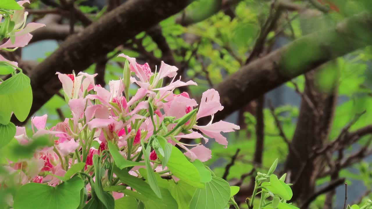 紫荆花在花园里盛开。视频素材