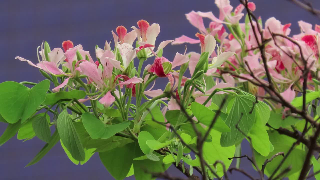 紫荆花在花园里盛开。视频素材