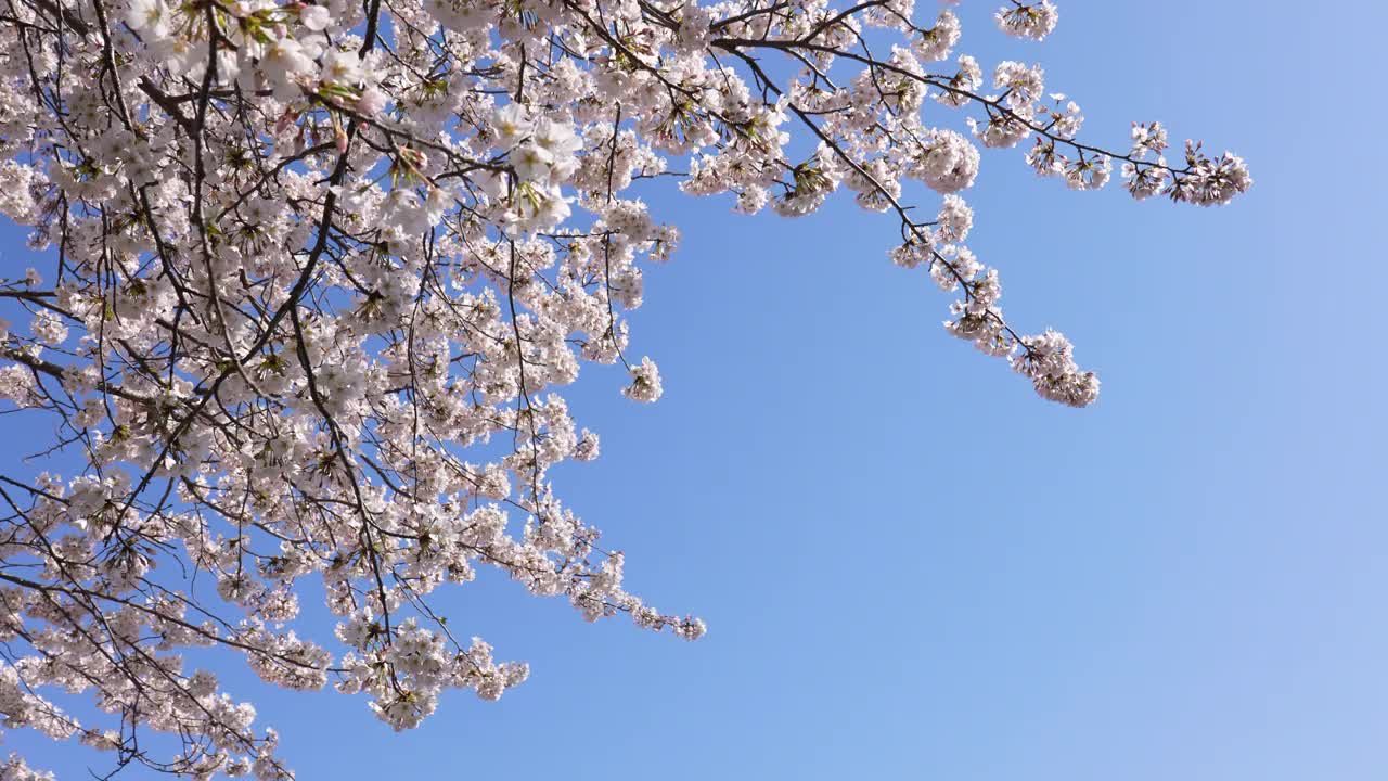 樱花枝条盛开视频素材