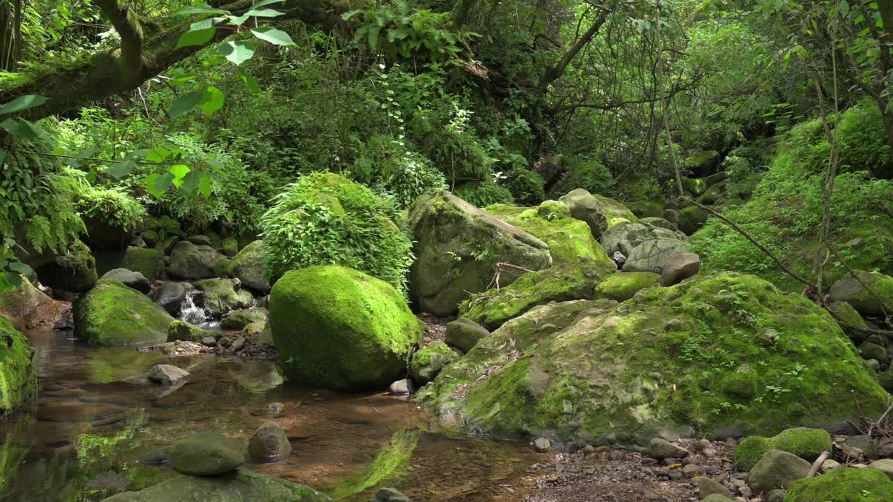 美丽的热带绿色森林。河流在绿色的森林。可持续旅游的概念。在绿色的森林里徒步旅行。徒步旅行的概念。Amatlan、墨西哥视频素材