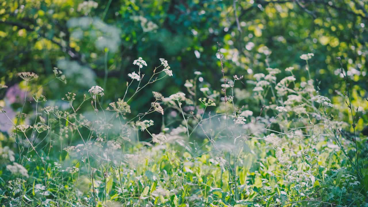 阳光明媚的夏日里，花和草宁静而美丽视频素材