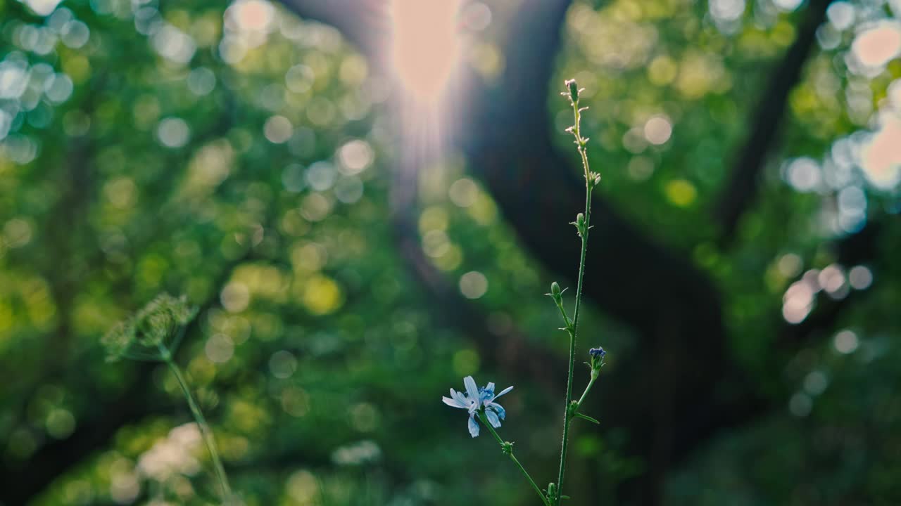 阳光明媚的夏日里，花和草宁静而美丽视频素材