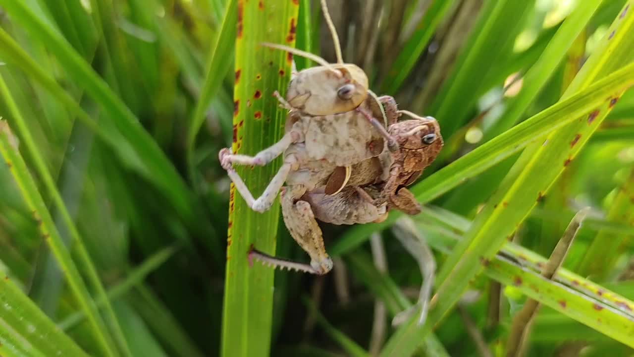 蝗虫视频素材