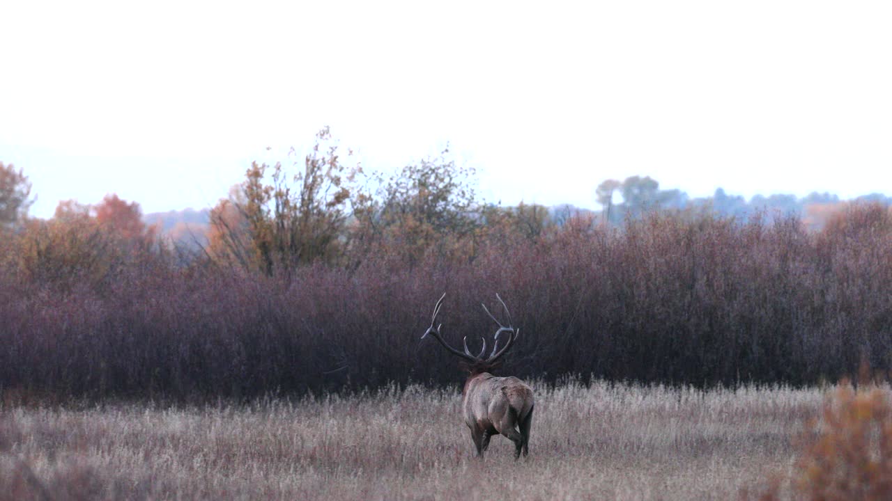 WS 4K慢镜头，一个巨大的公麋鹿或马鹿(Cervus canadensis)在黄昏号角视频素材