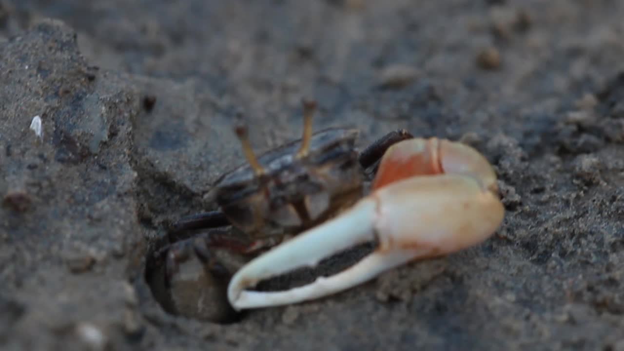 海滩上的海蟹，水蟹，招潮蟹，红蟹，红树林蟹，单腿蟹视频素材