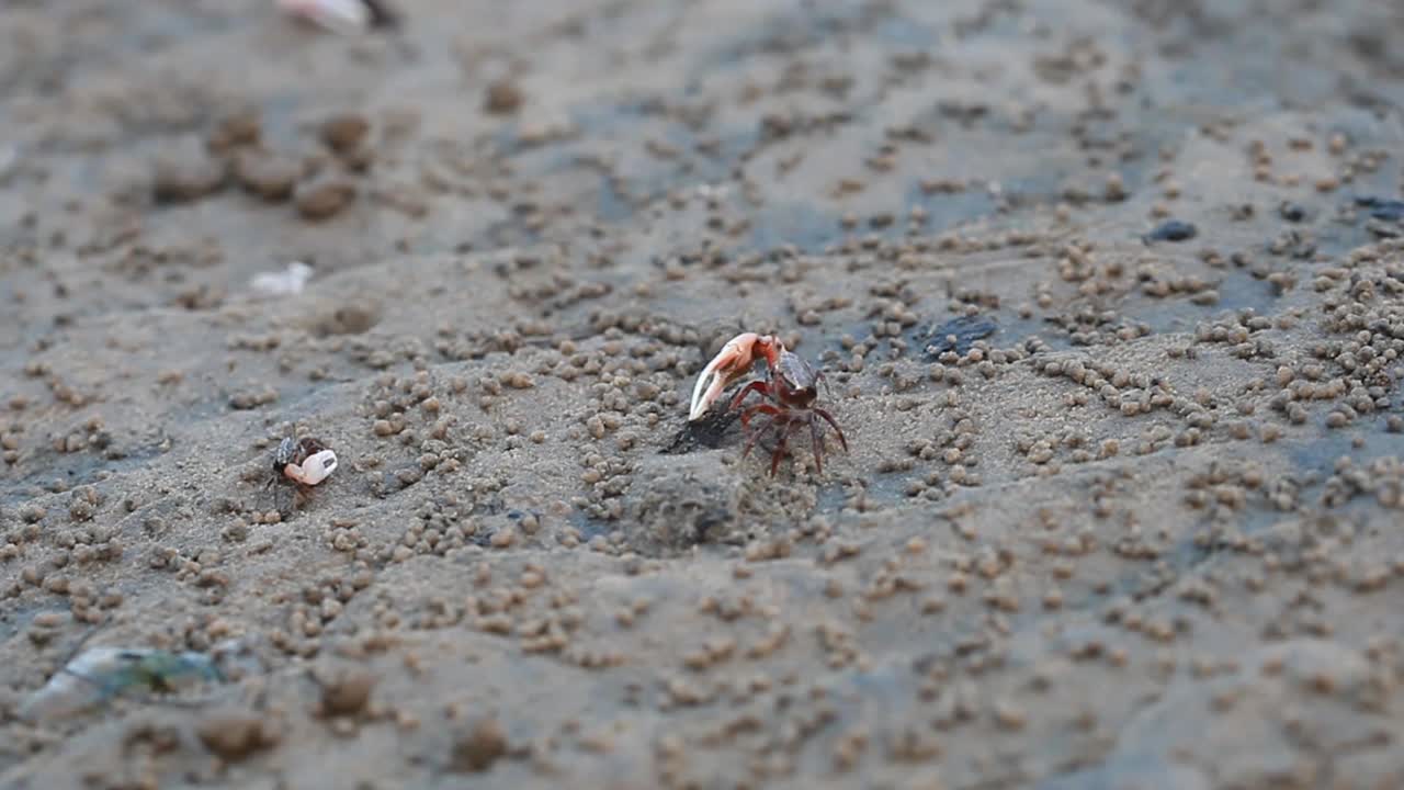 海滩上的海蟹，水蟹，招潮蟹，红蟹，红树林蟹，单腿蟹视频素材