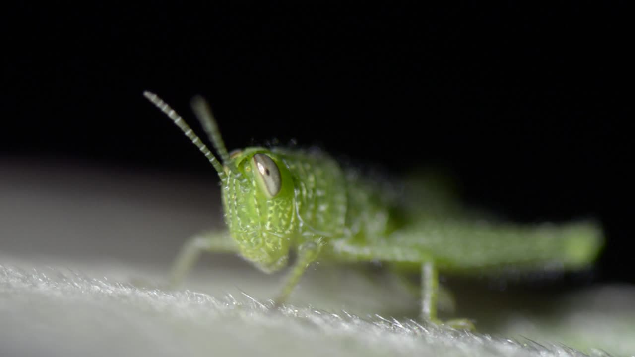 晚上，绿色蟋蟀在绿叶上静静地狩猎。视频素材