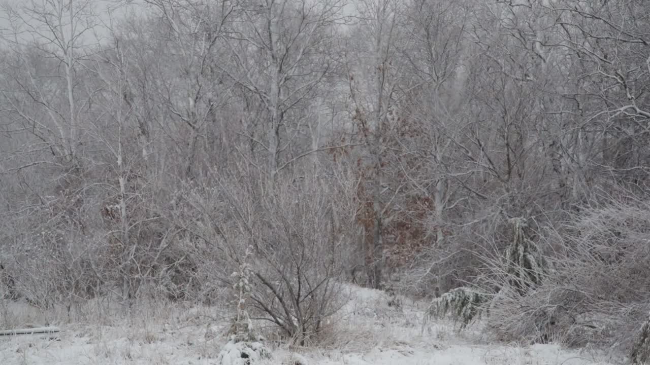 被暴风雪覆盖的森林中的冬季景观视频素材