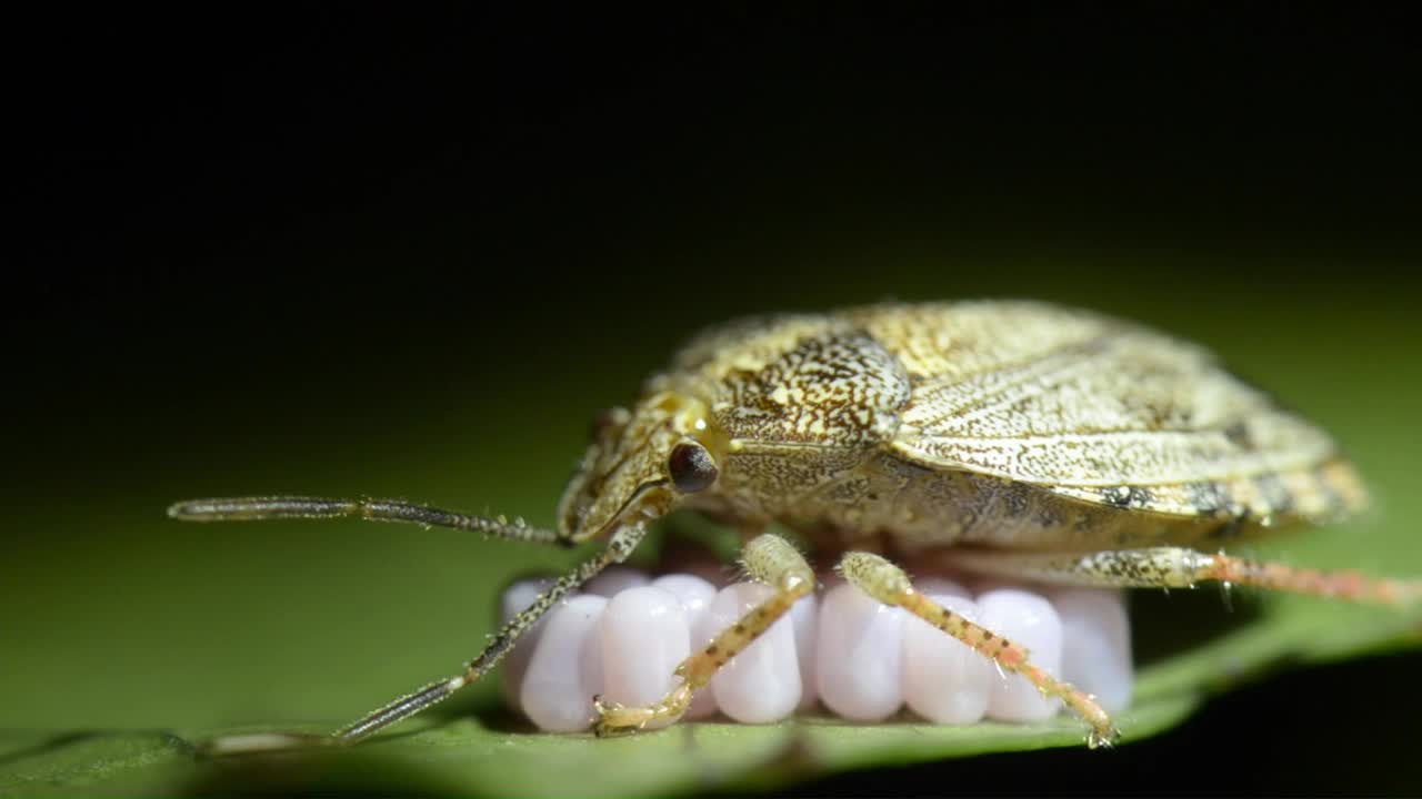 Nezara virridula正在照顾她的卵(粉红色)，通常被称为南方绿虫或绿色蔬菜虫。在阳光下。视频素材