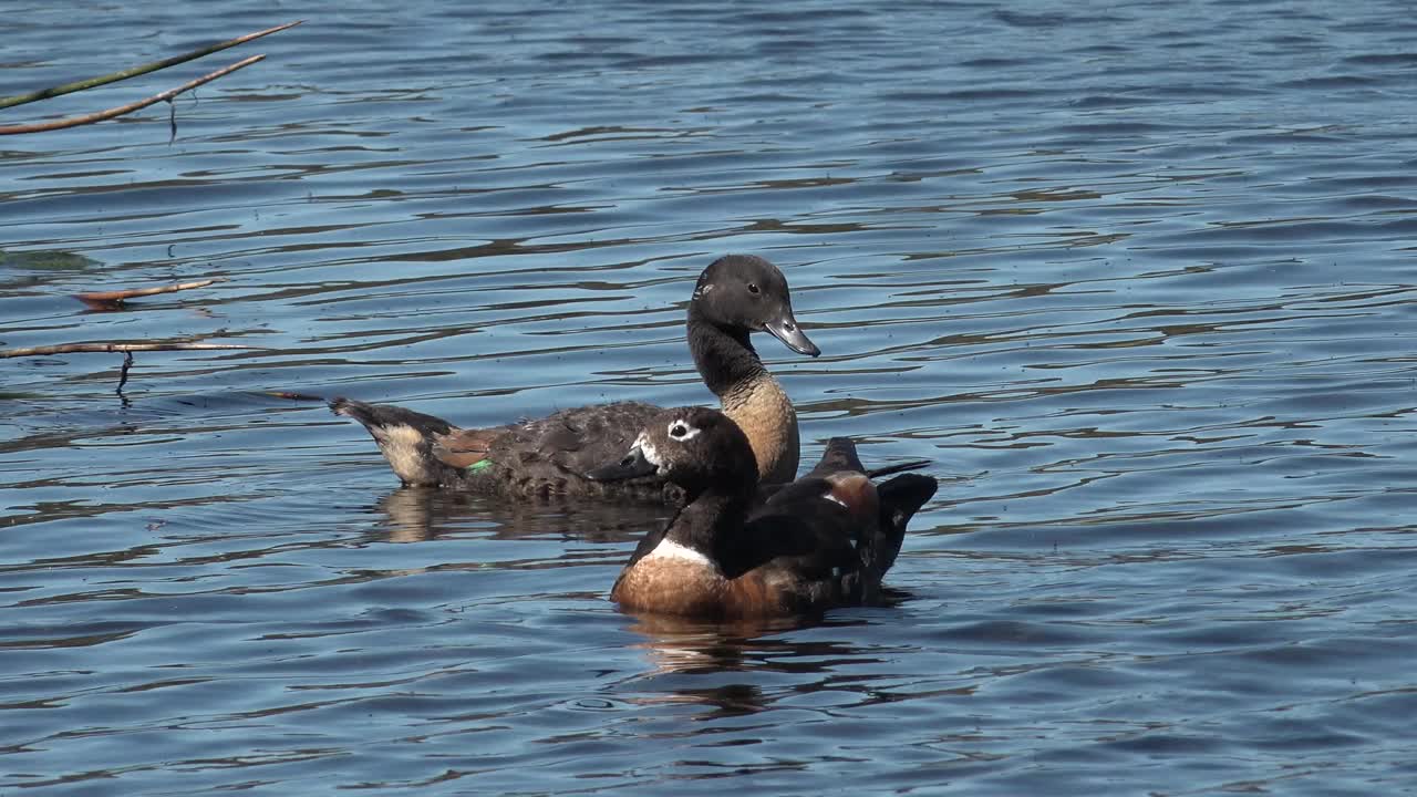 一对澳大利亚Shelduck公鸭和母鸭视频素材