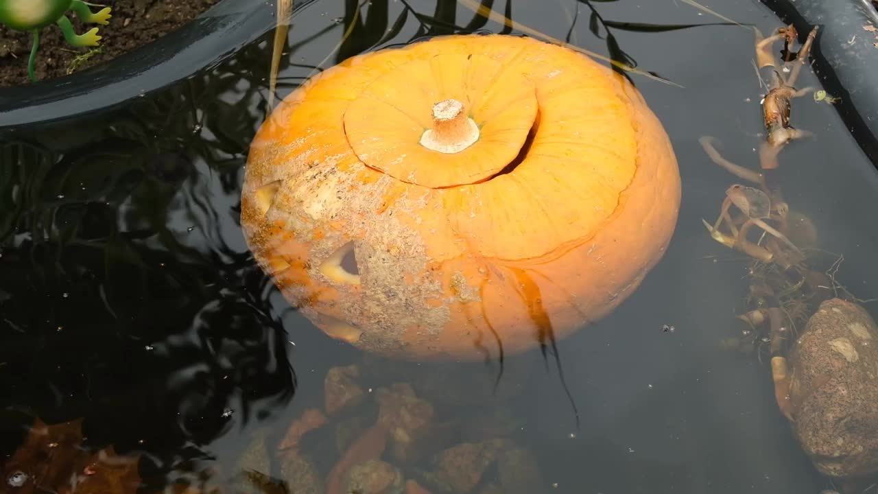 万圣节南瓜漂浮在池塘的水下。视频素材